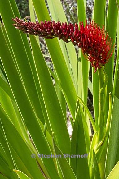 xeronema callistemon 1 graphic